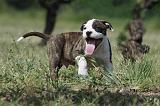 AMSTAFF  PUPPIES 089